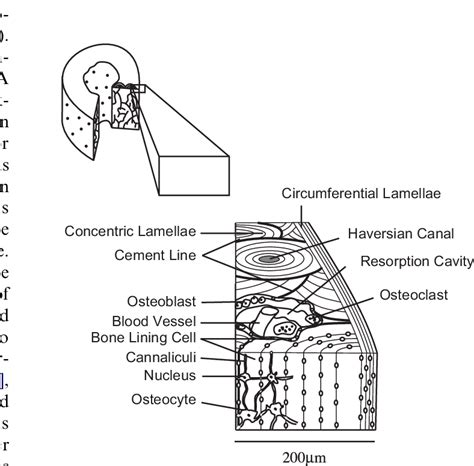 Toradh íomhá ar Compact Bone Tooth Structure