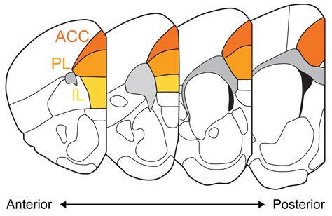 Résultat d’images pour Prefrontal Cortex Mouse Brain