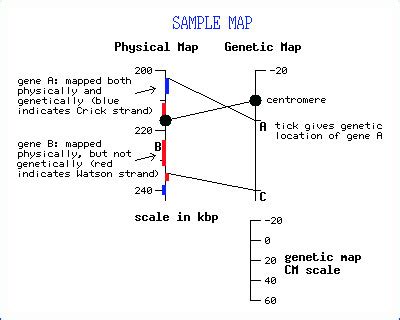 Image result for Pwhitescript Map Genetic