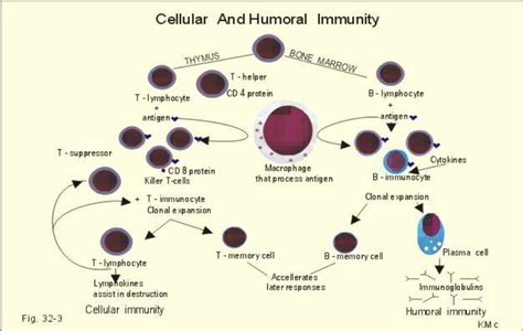 Humoral Cellular Immunity に対する画像結果