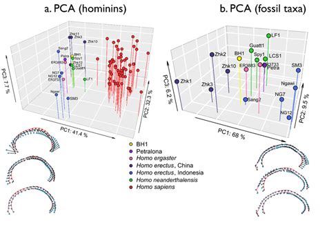 Image result for Triangular Pca Plot