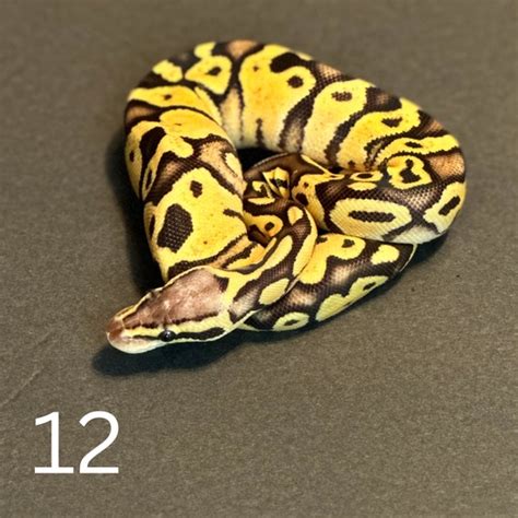 Image result for Pastel Fire Ball Python