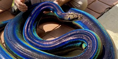 Image result for Yellow Rainbow Python