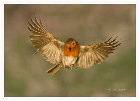 Image result for Robin Bird Flying