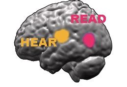 Image result for Example of Echoic Memory