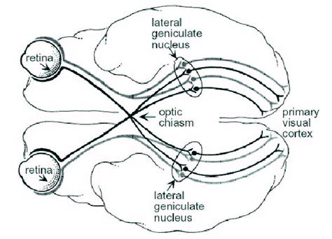 Lateral Integration Primary Visual Cortex に対する画像結果
