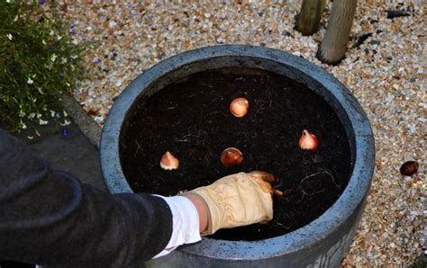 Image result for How to Layer Spring Bulbs in Containers