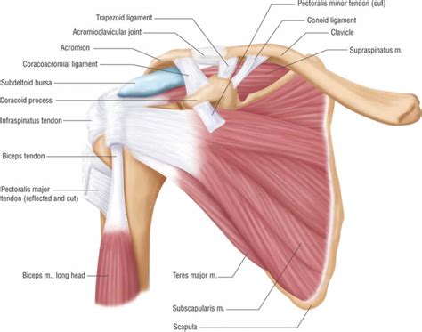 Image result for Acromioclavicular Joint Printable