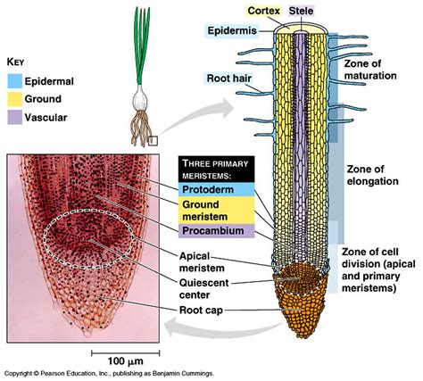 Toradh íomhá ar Labeled Root Tissue