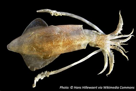 Image result for Squid Game Marbles Rule