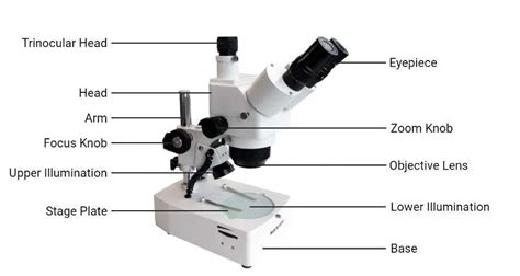 Stereo Microscope Parts Diagram and Functions