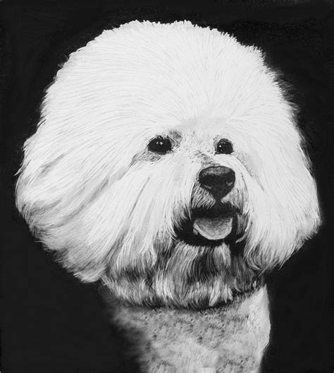 Toradh íomhá ar Bichon Drawing