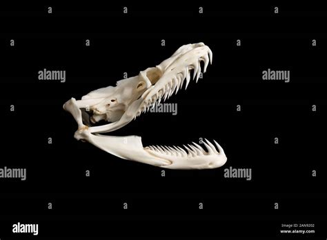 Image result for Python Teeth Close Up