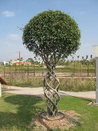 Image result for How to Braid Tree Trunks