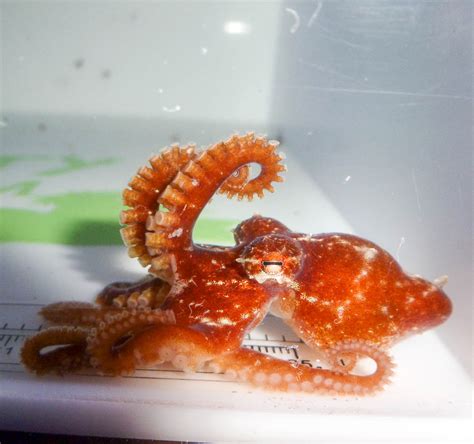 Atlantic Pygmy Octopus EXPERT ONLY