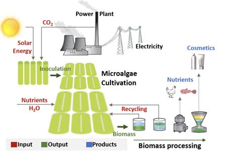 Toradh íomhá ar Renewable Energy Using Algae