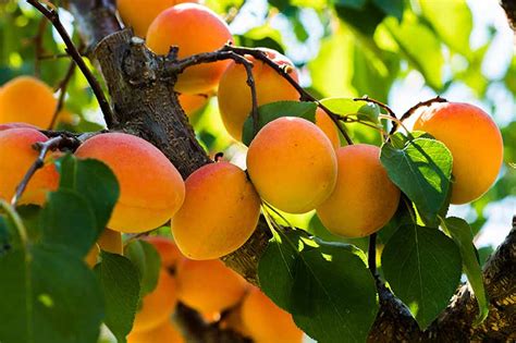 Image result for Planting an Apricot Tree