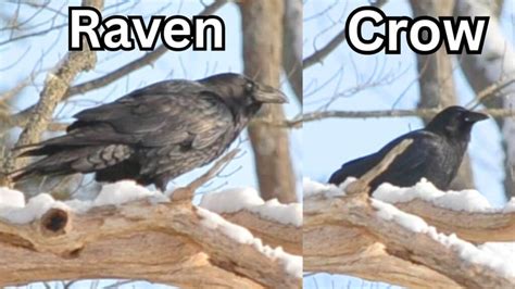Raven vs Crow に対する画像結果