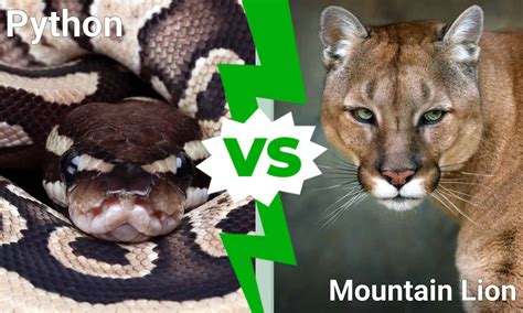 Image result for Python versus Lion