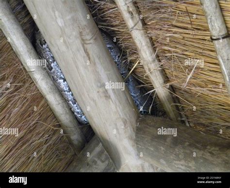 Image result for Python Natalensis