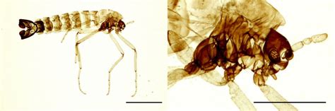 Microscope Plate Diameter に対する画像結果