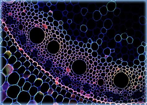 Afbeeldingsresultaten voor Corn Prop Root in Microscope
