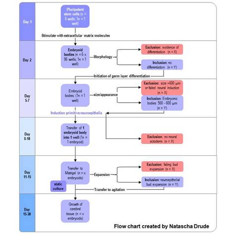 Image result for Process Study Flow Diagram for Flourescent