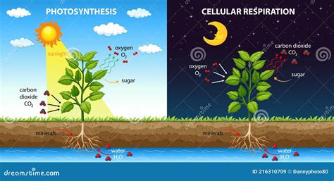 Image result for Photosynthesis and Respiration Process