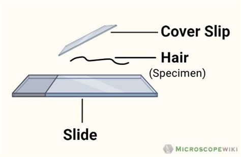 Image result for Microscope Grid Slide