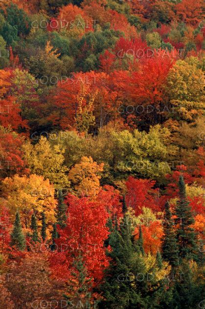 Most Colorful Fall Trees に対する画像結果