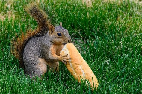 Python Eating Squirl に対する画像結果