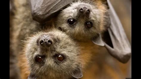 Image result for How Bat Give Birth