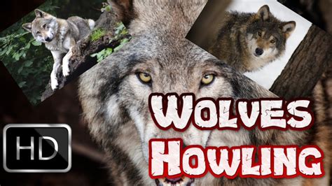 Image result for Wolves Howling Audio