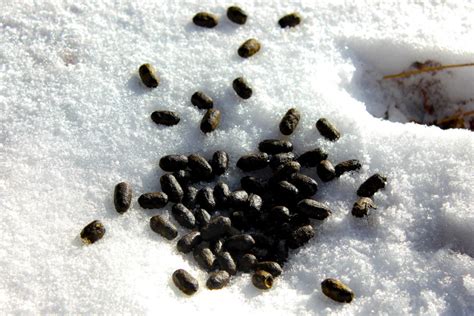 Deer Vs. Elk Poop に対する画像結果