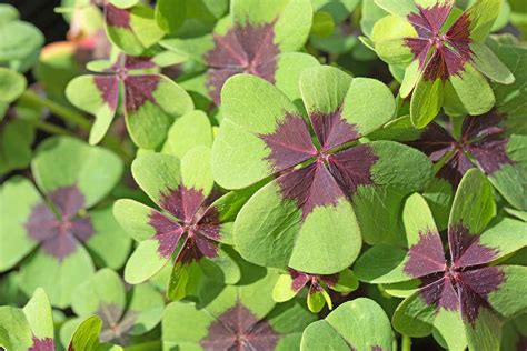 Toradh íomhá ar Oxalis How to Grow