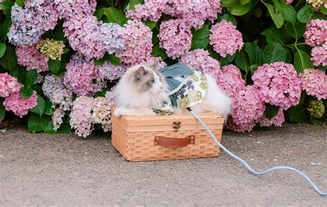 Image result for Pet White Python