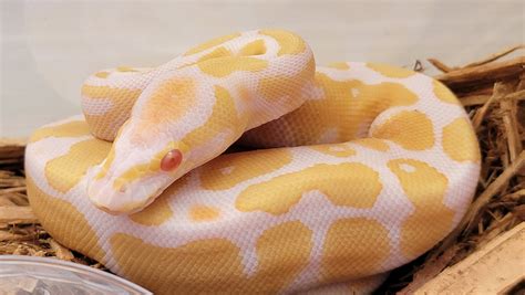 Image result for Tiger Ball Python Morph