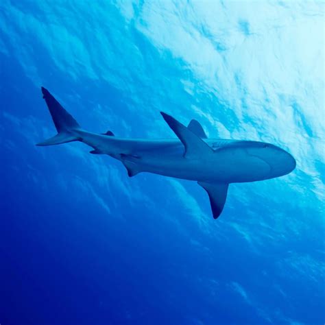 Image result for Shark Different Reproduction