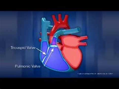 Bildergebnis für Anatomy of Heart Animation