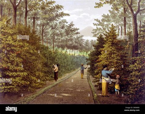 Image result for Java Colonial Coffee Tree-Planting Map1835