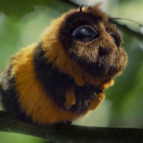 Image result for Bumble Bee Suppra