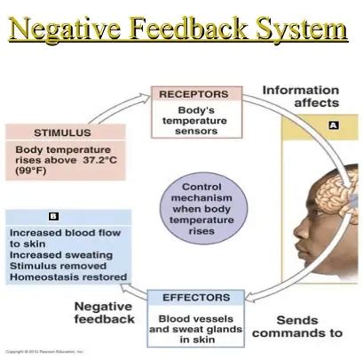 Image result for Negative Feedback Graph