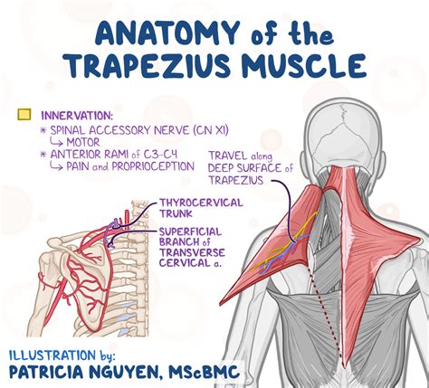 Toradh íomhá ar Trapezius Lymph Node