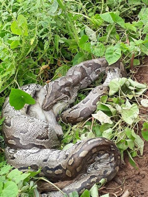 Résultat d’images pour Southern Rock Python