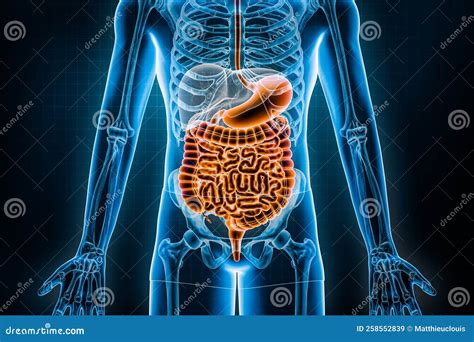 Afbeeldingsresultaten voor Intestine Micrograph