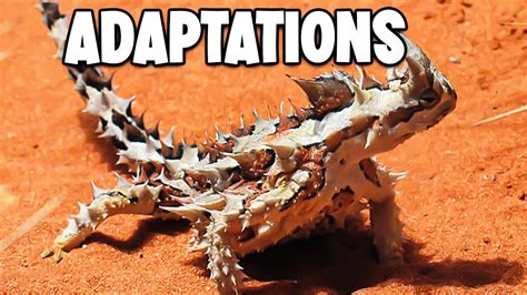 Image result for Strange Animal Adaptations