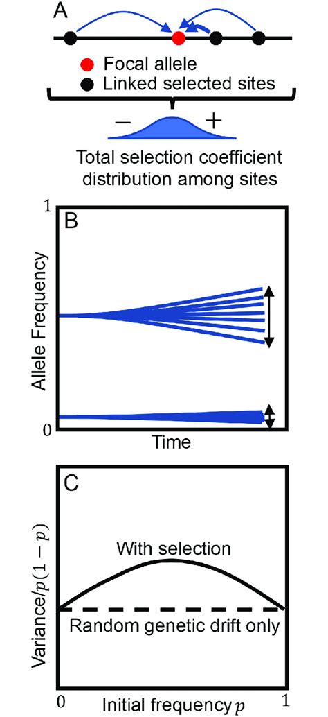 Image result for Selection Effect Formula