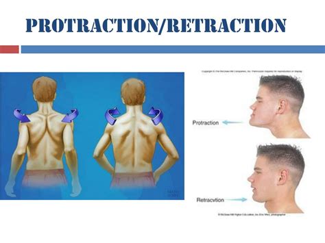 Image result for Protraction Retraction Movement