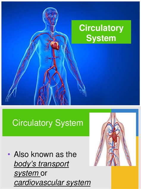 circulatory_system | PDF | Blood | Red Blood Cell