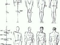 Afbeeldingsresultaten voor Proportion Anatomie Corps Humain